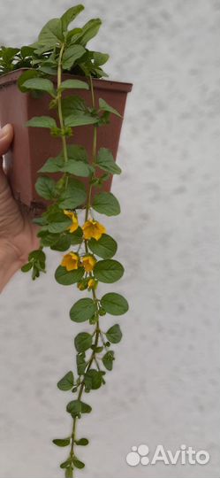 Вербейник монетчатый