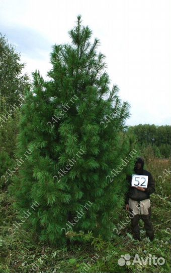 Дерево кедра