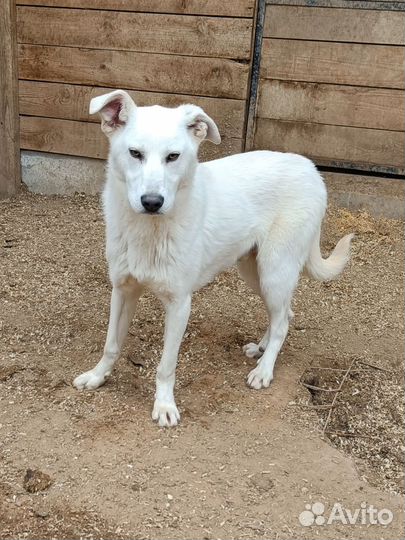 Белые щеночки в поисках дома