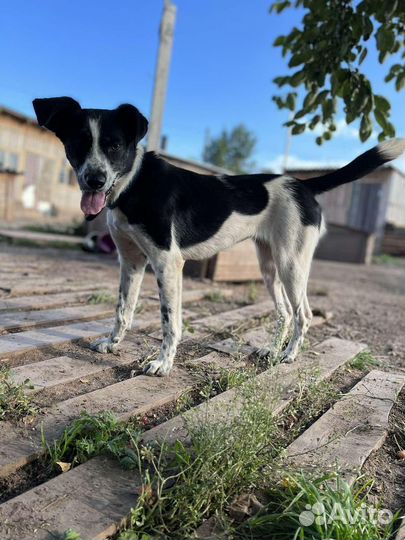 Собака в добрые руки