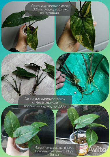 Комнатные растения, ароидные