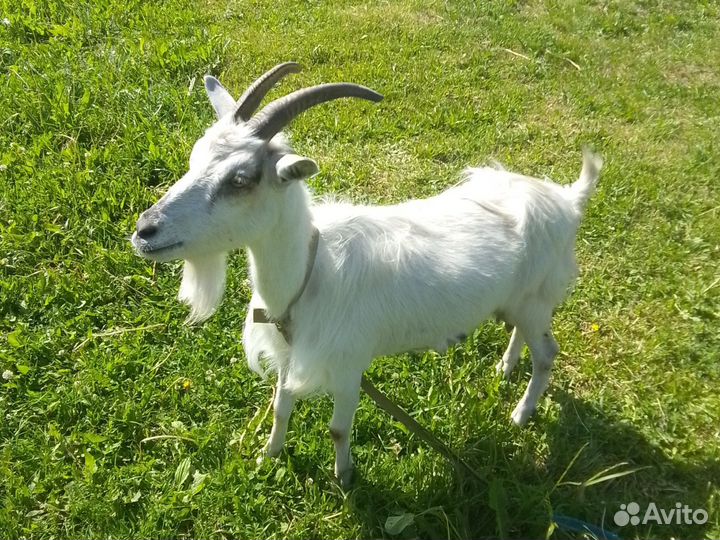 Продам козу 2 года дойную