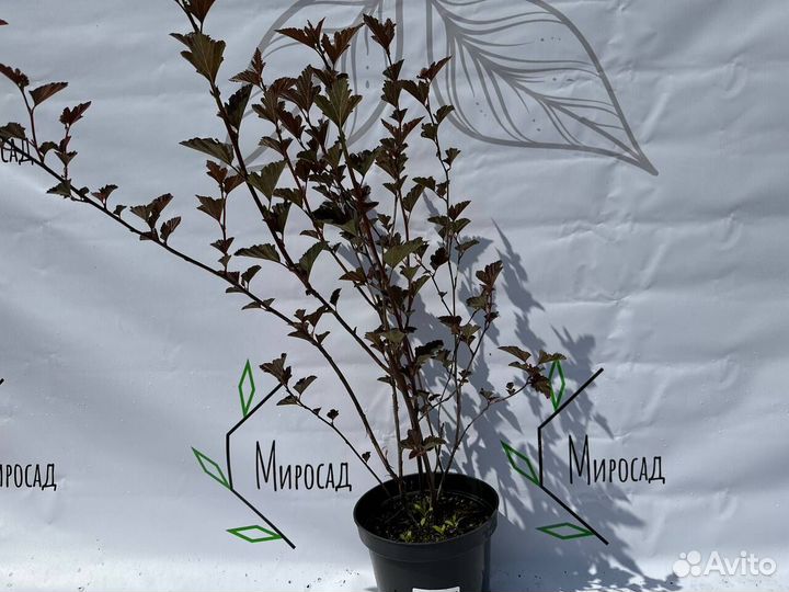 Пузыреплодник Red Baron