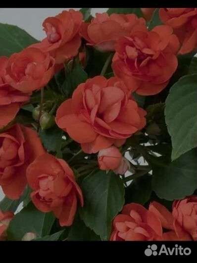 Бальзамин махровый