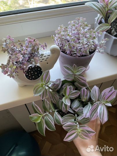 Традесканция сортовая каллизия розовая укорененные