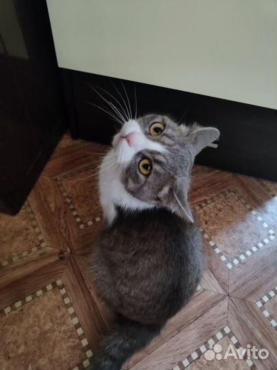 Отдам кошку