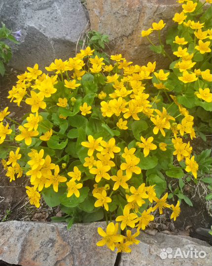 Калужница многолетник