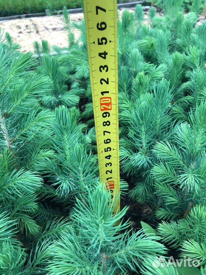 Саженцы ель голубая