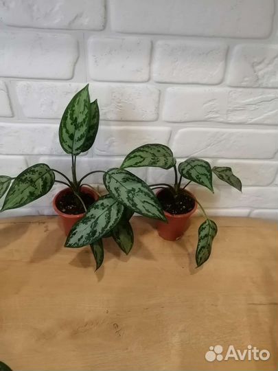 Алоказии,Маранта лемон лайм,Аглаонема