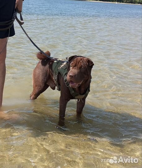 Шарпей вязка