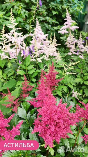 Корневища астильбы (4 сорта)