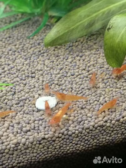 Рыбки, креветки и растения