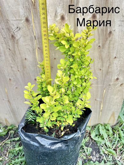 Декоративные кустарники. Саженцы