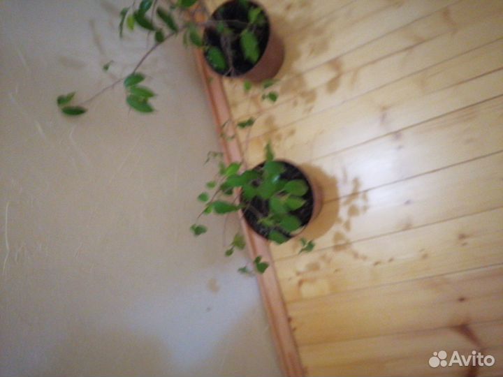 Фикус Бенджамина. 40 см и 50 см