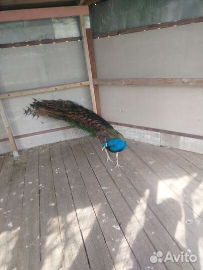 Павлин самец 3 года