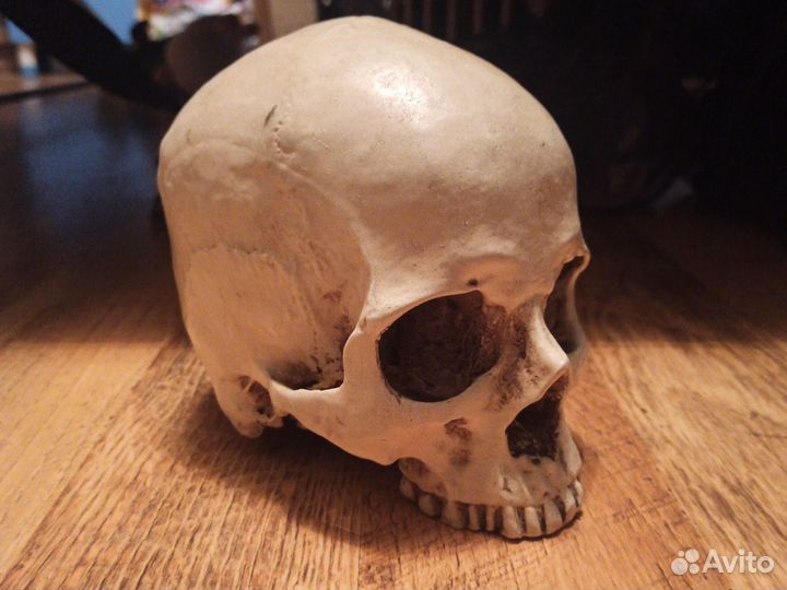 Череп декоративный
