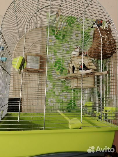 Стайка дружных 4 амадин с нов. клеткой