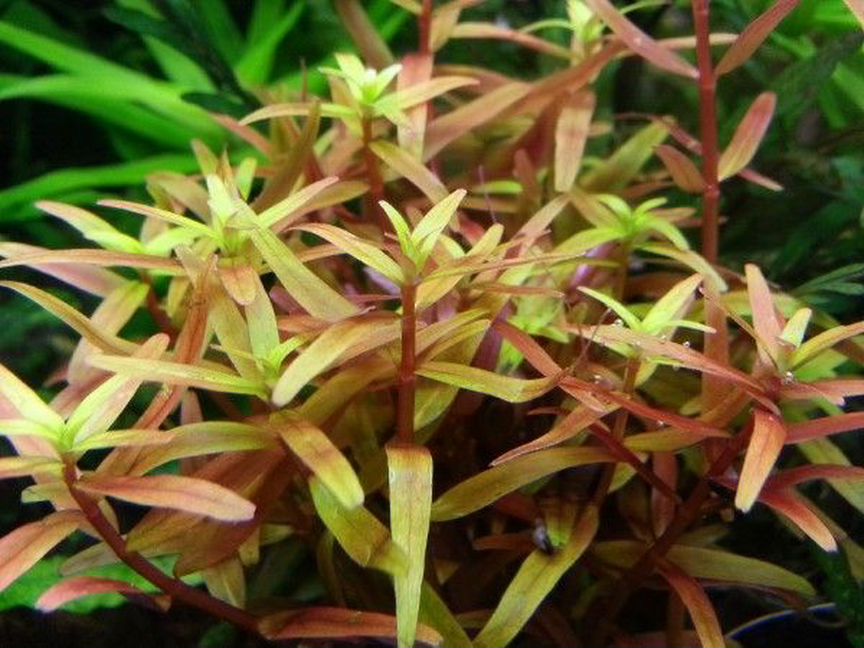 Ротала Хра (Rotala H'Ra) меристемная