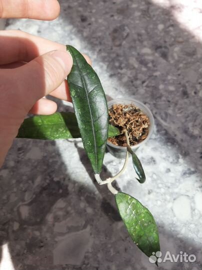 Хойя Финлейсона