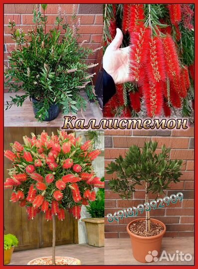 Клён Японский Берёза Тюльпанов дерев Липа Глициния