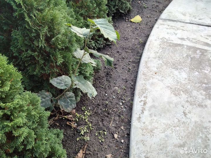 Растение ель