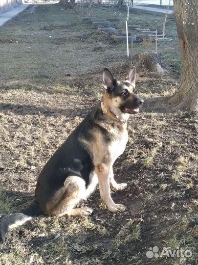 Собака для фотосессии