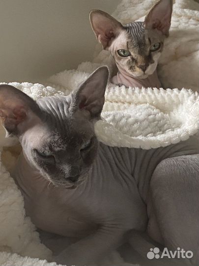 Передержка питомца