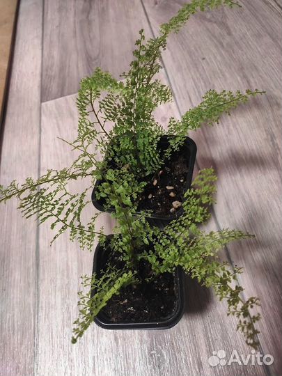 Комнатные растения. Нефролепис Глориоза