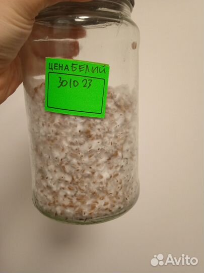 Белый гриб (боровик) Мицелий