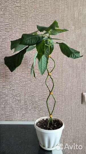 Авокадо растение