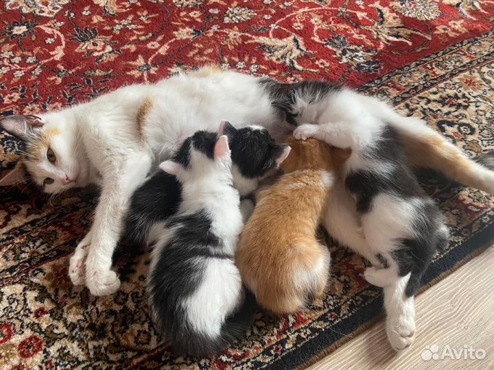 Котята в дар бесплатно