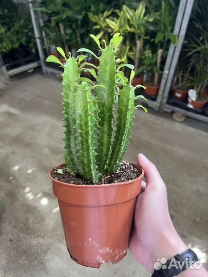 Эуфорбия Тригона молочай