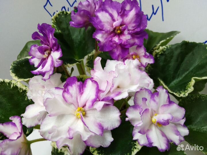 Детки сортовых фиалок