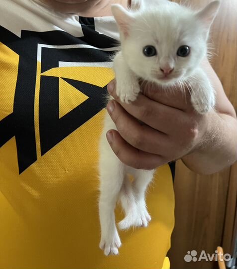 Котята в дар