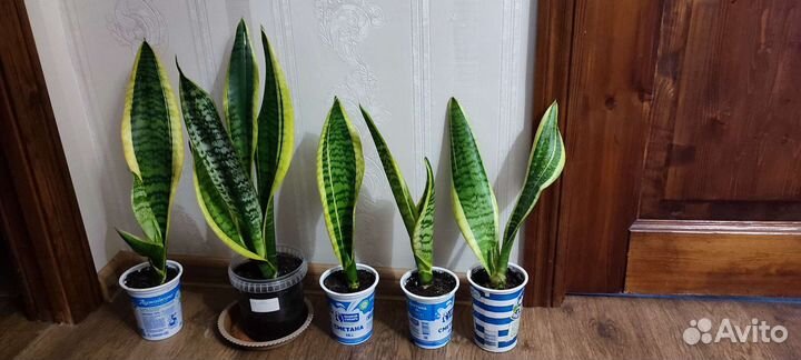 Сансевиерия трехполосная