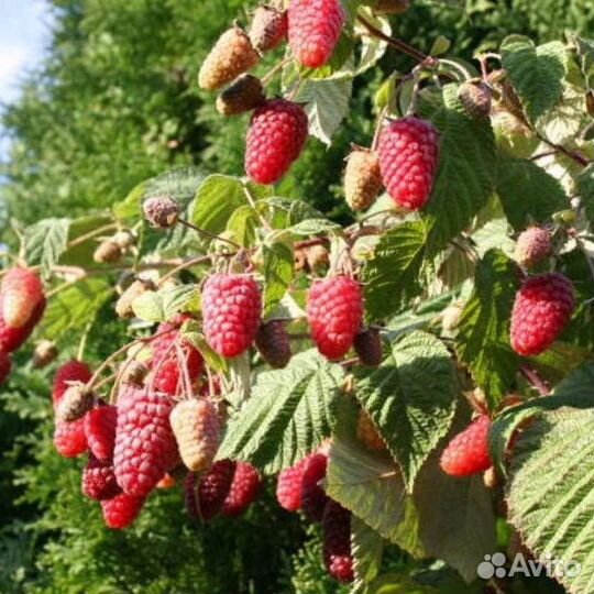 Малина саженцы