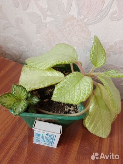 Комнатные растения