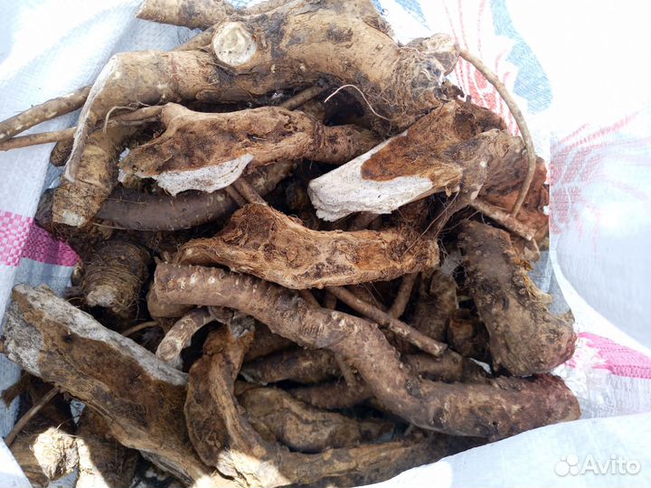 Продать корень хрена