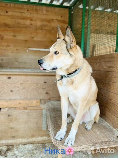 Собака в добрые руки отдам бесплатно