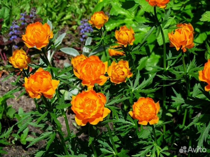 Садовые многолетние декоративные растения