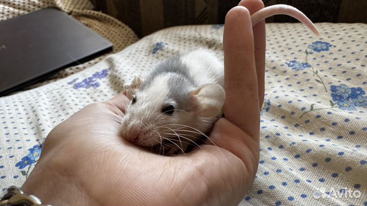 Декоративная крыса дамбо