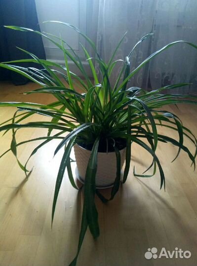 Хлорофитум