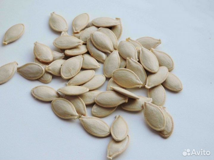 Семена кабачков оптом