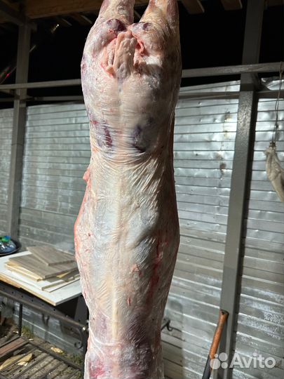 Овцы бараны ягнята