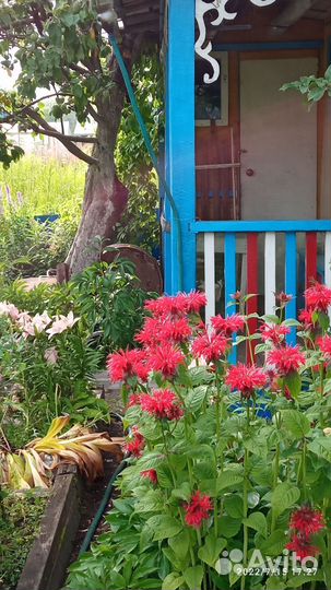 Многолетние цветы, для сада