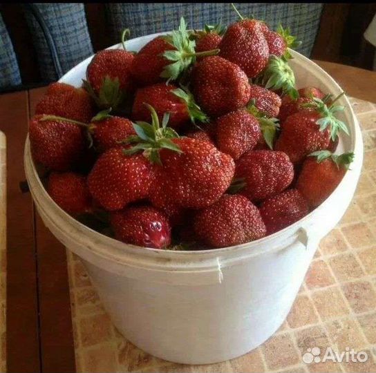Клубника домашняя