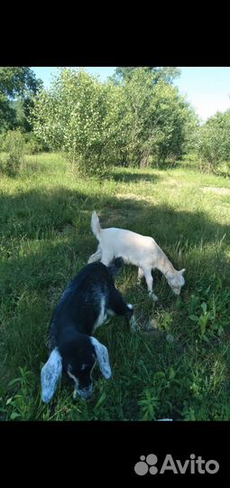 Козы и козлята