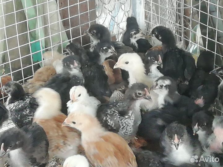 Цыплята