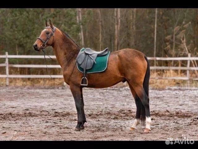 Ахалтекинский жеребец