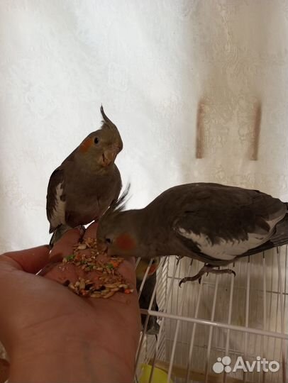 Попугай корелла птенцы